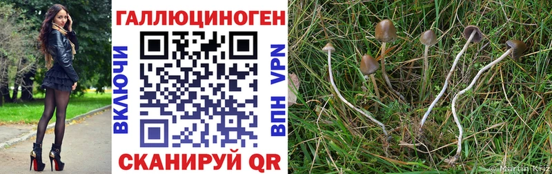 Псилоцибиновые грибы MAGIC MUSHROOMS  наркота  Верея 